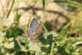 Polyommatus baytopi (Baytop